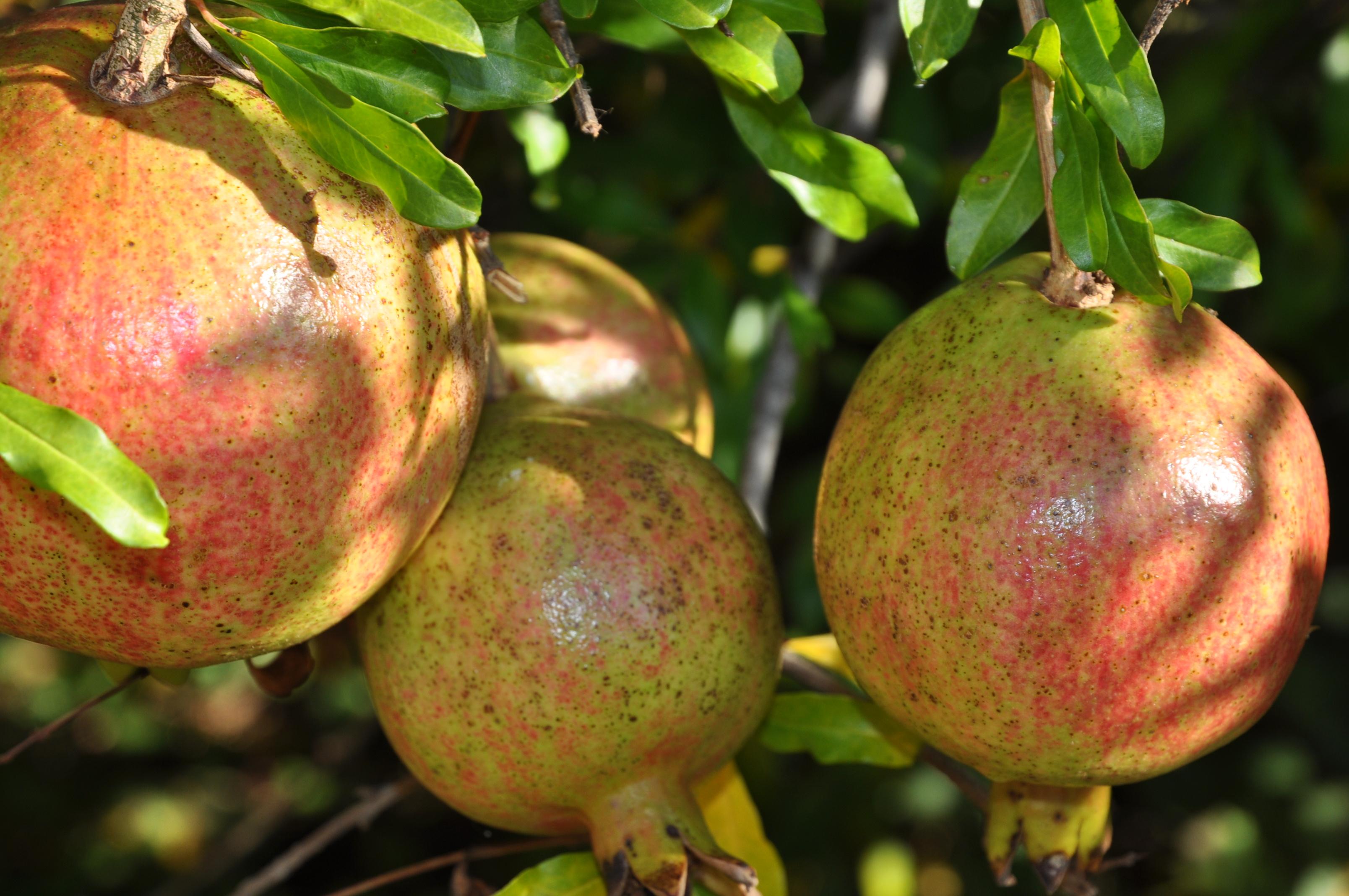 russian pomegranate | Ecologia Design / 240.344.5625