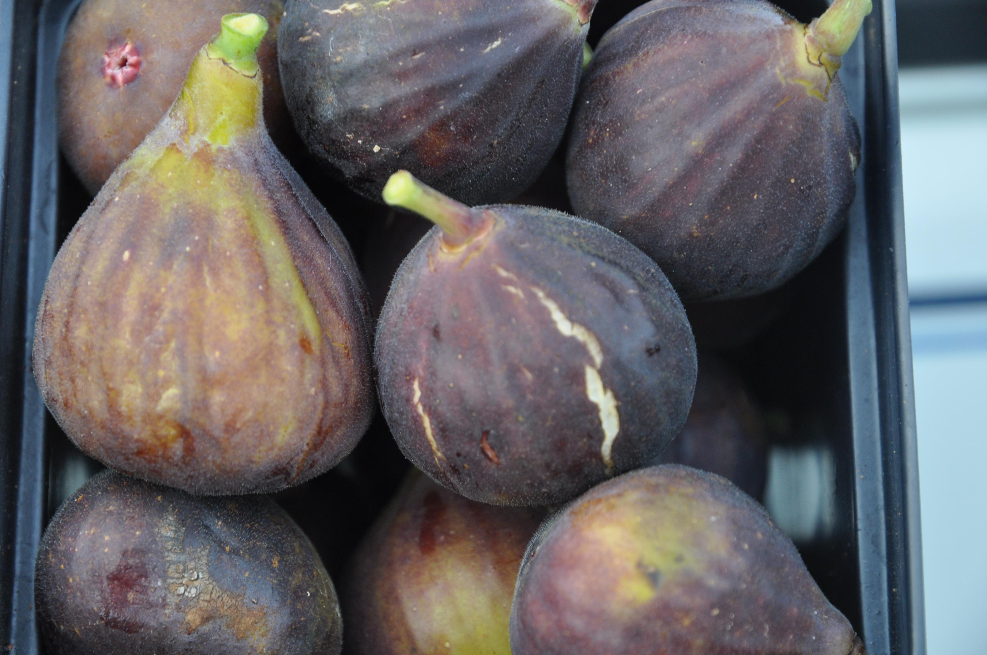 Chigaco Hardy Fig