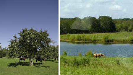 Equine Natural Forage