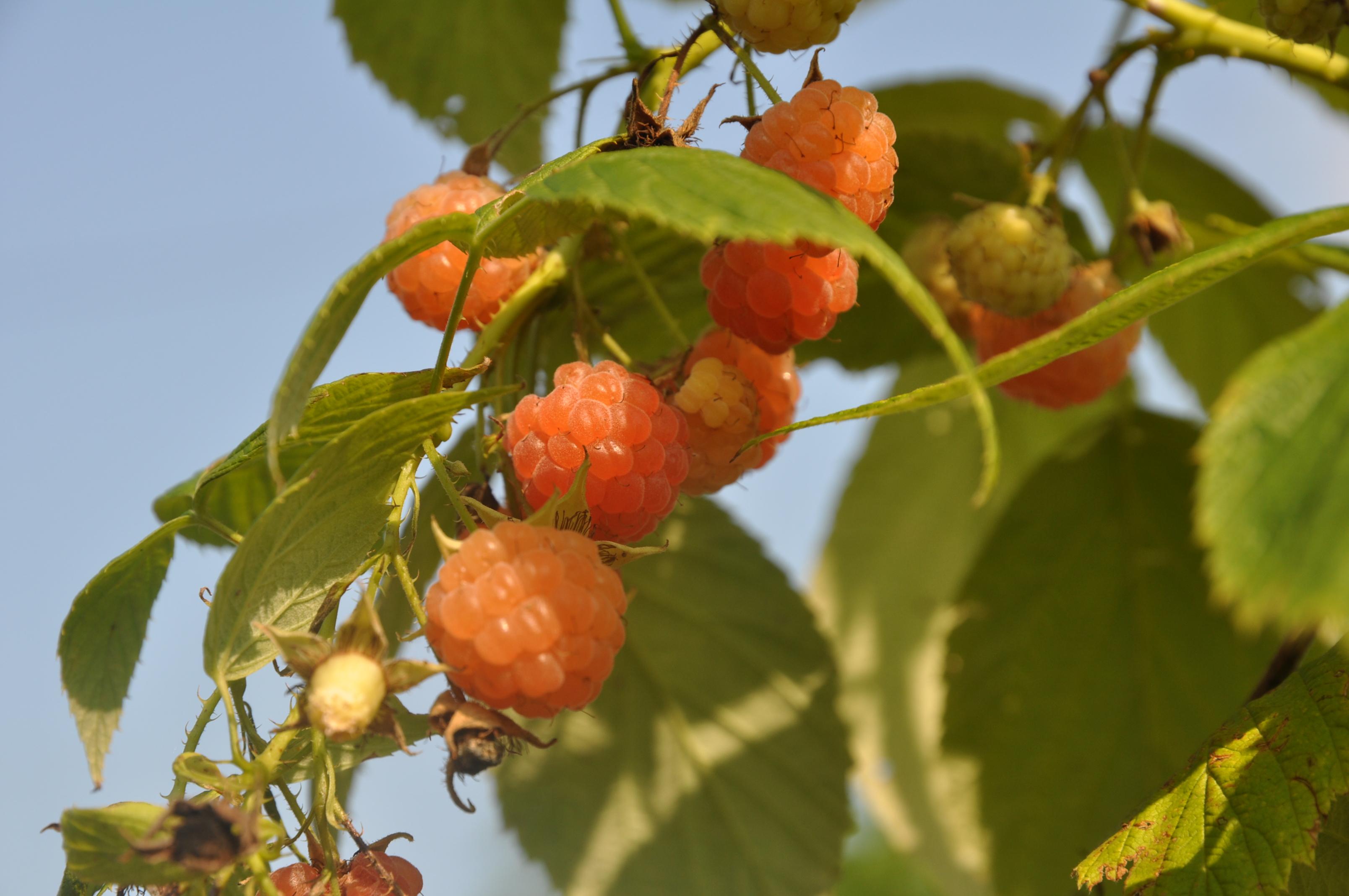 Everbearing Fall Gold Raspberry