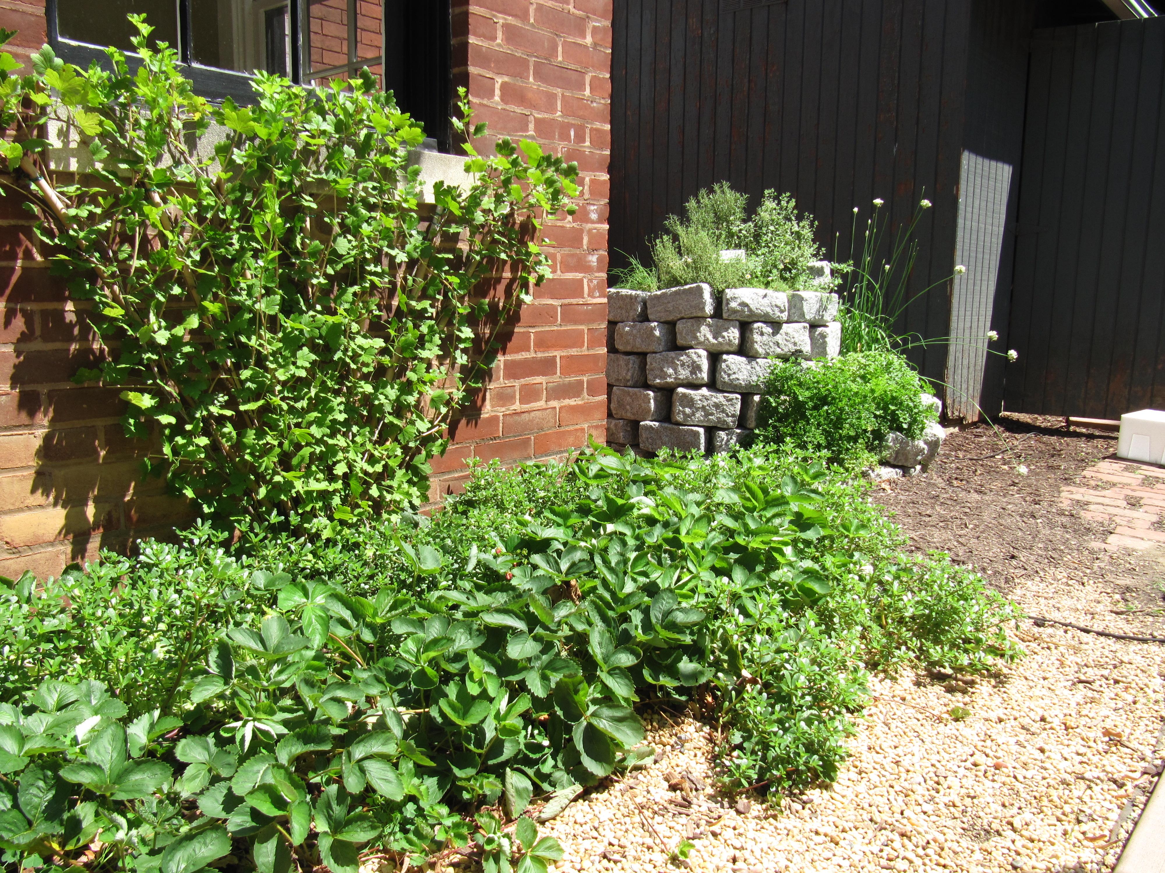 Gooseberry Fan & Herb Spiral at Volt