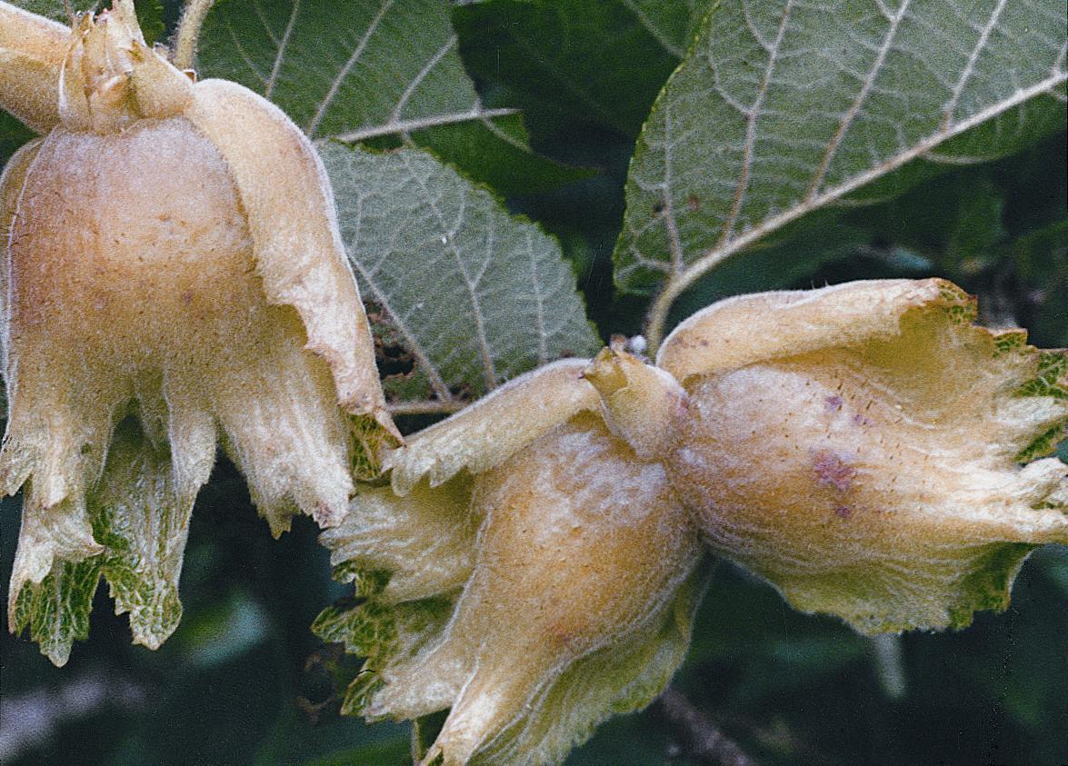 Hazel Nut