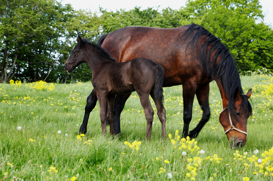 Horses Grazing