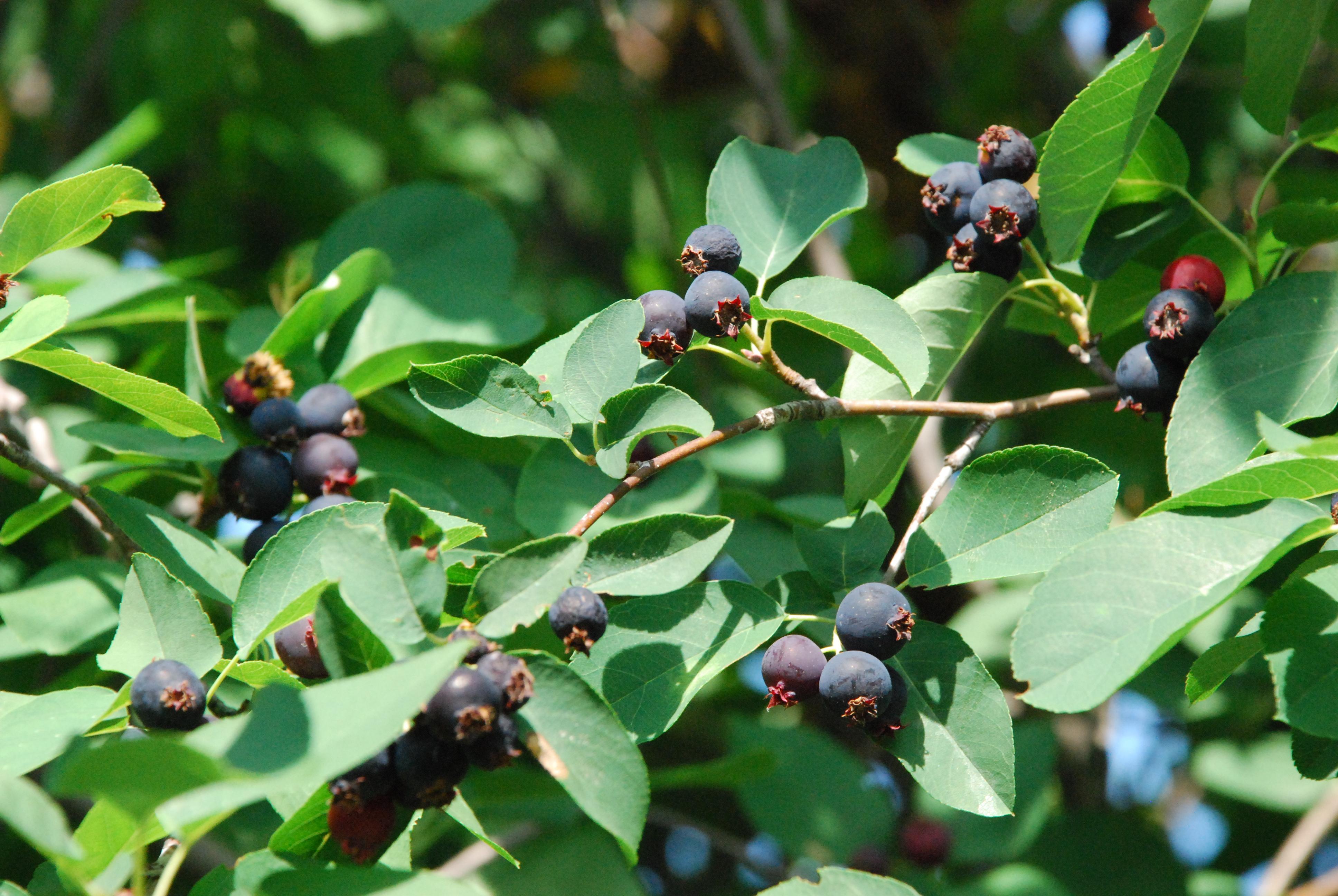 Juneberry