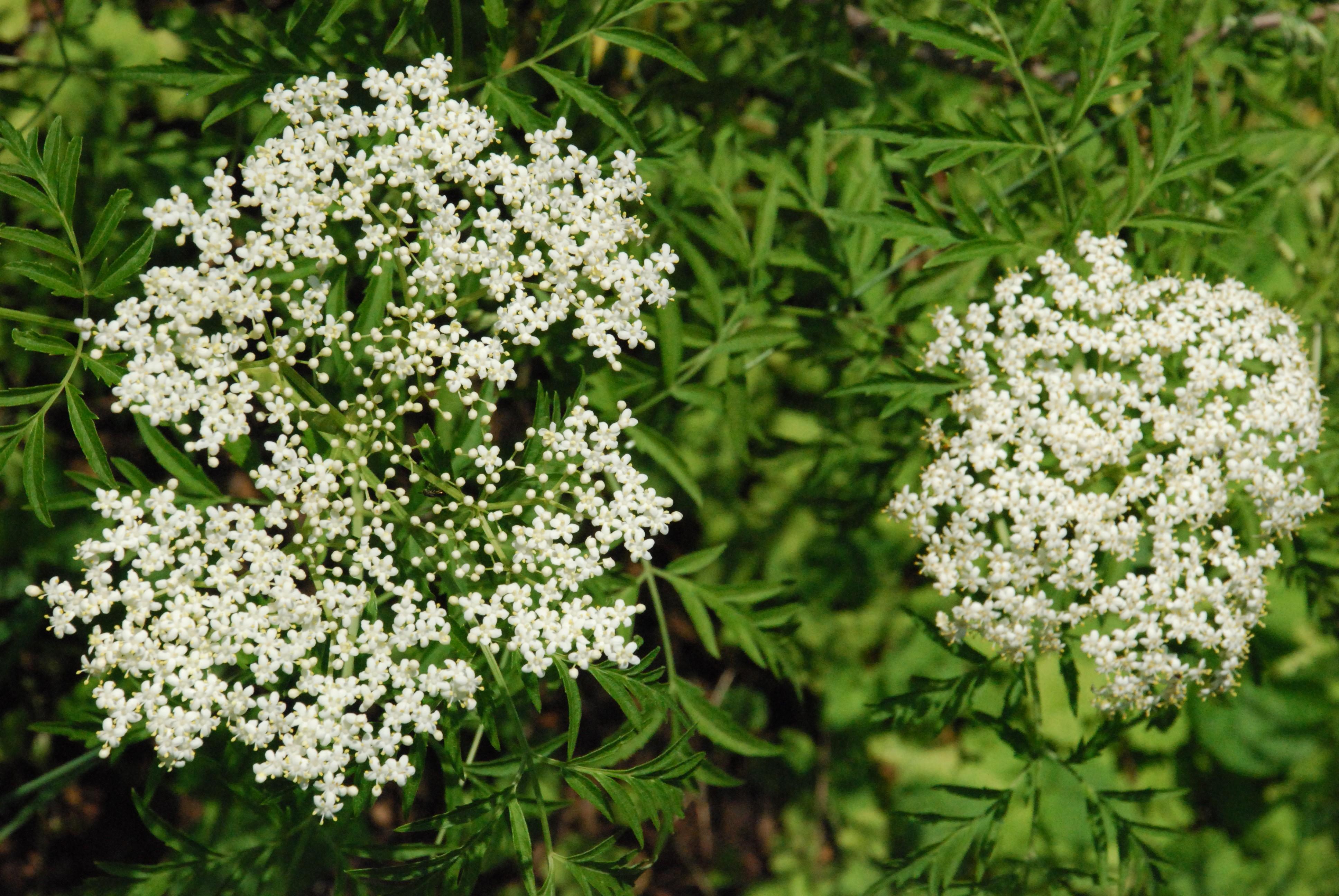 Lace Leaf Elderberry