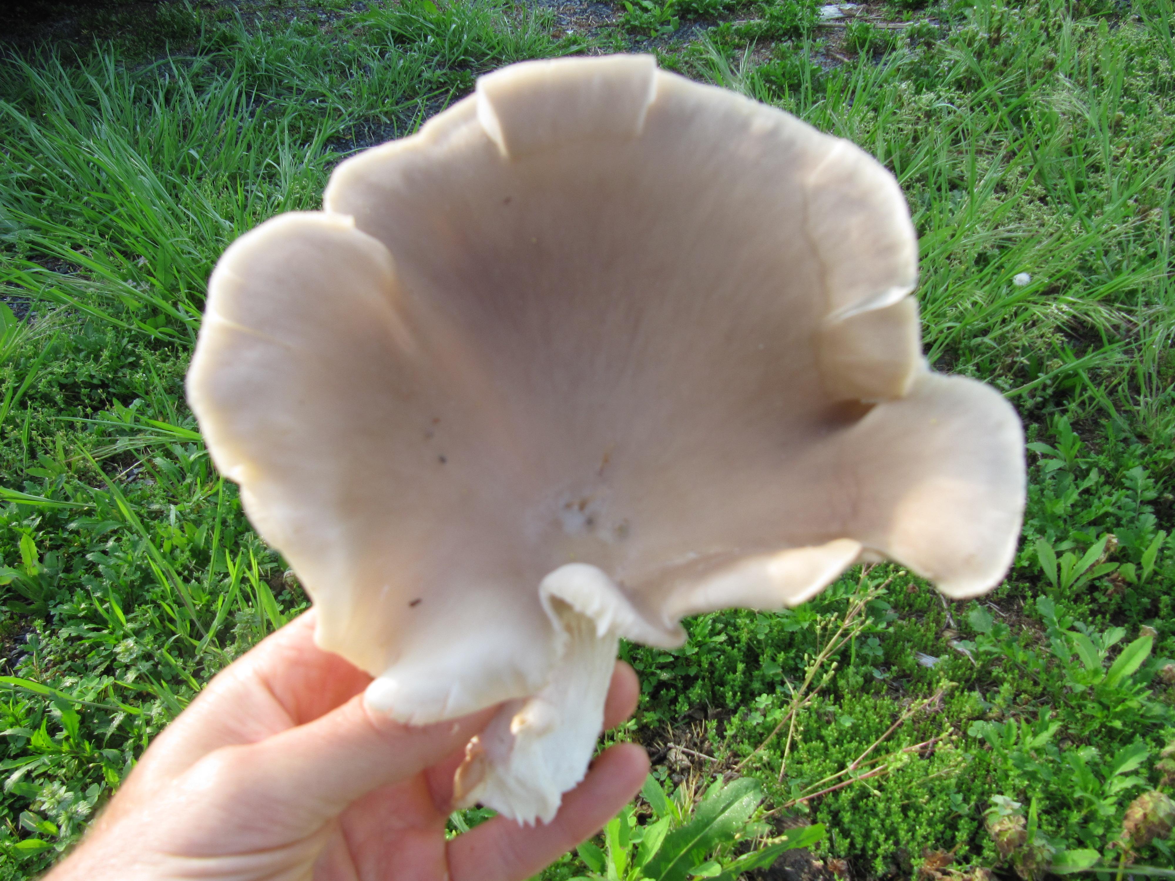 Oyster Mushroom