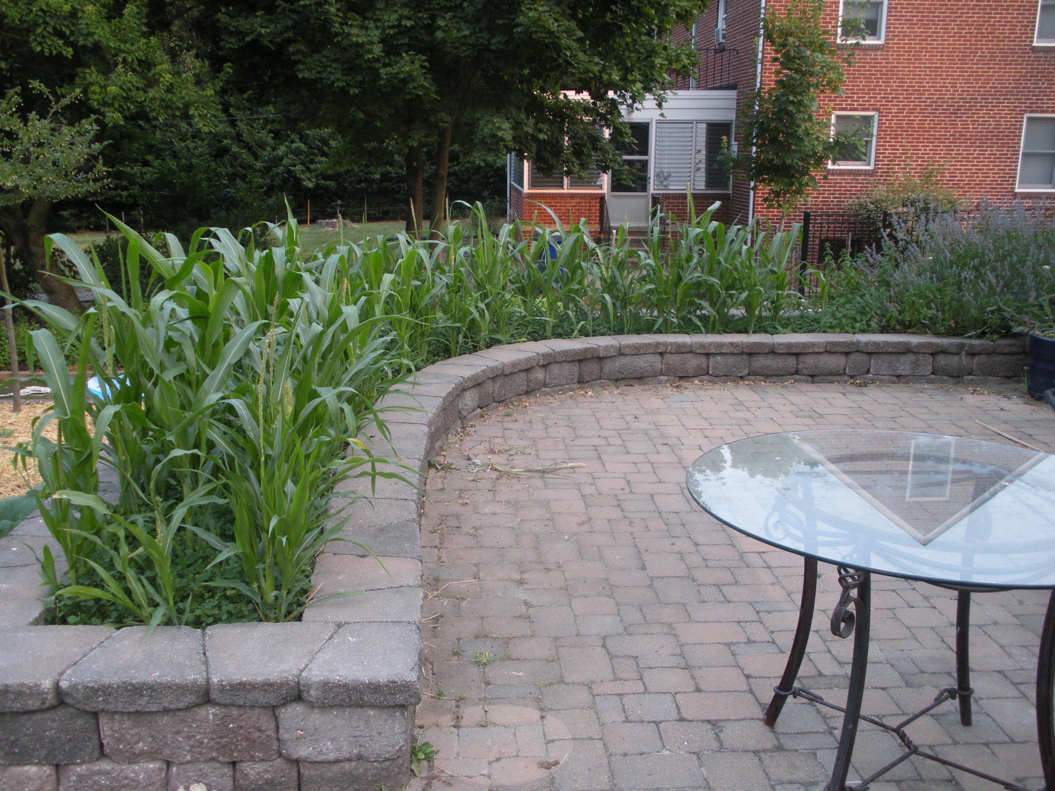 Patio Corn