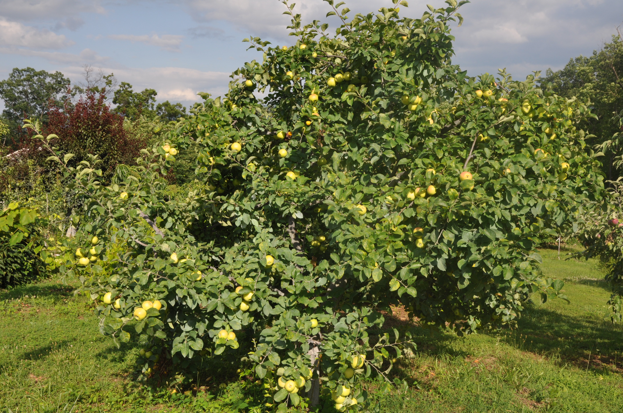 Abundant Harvests