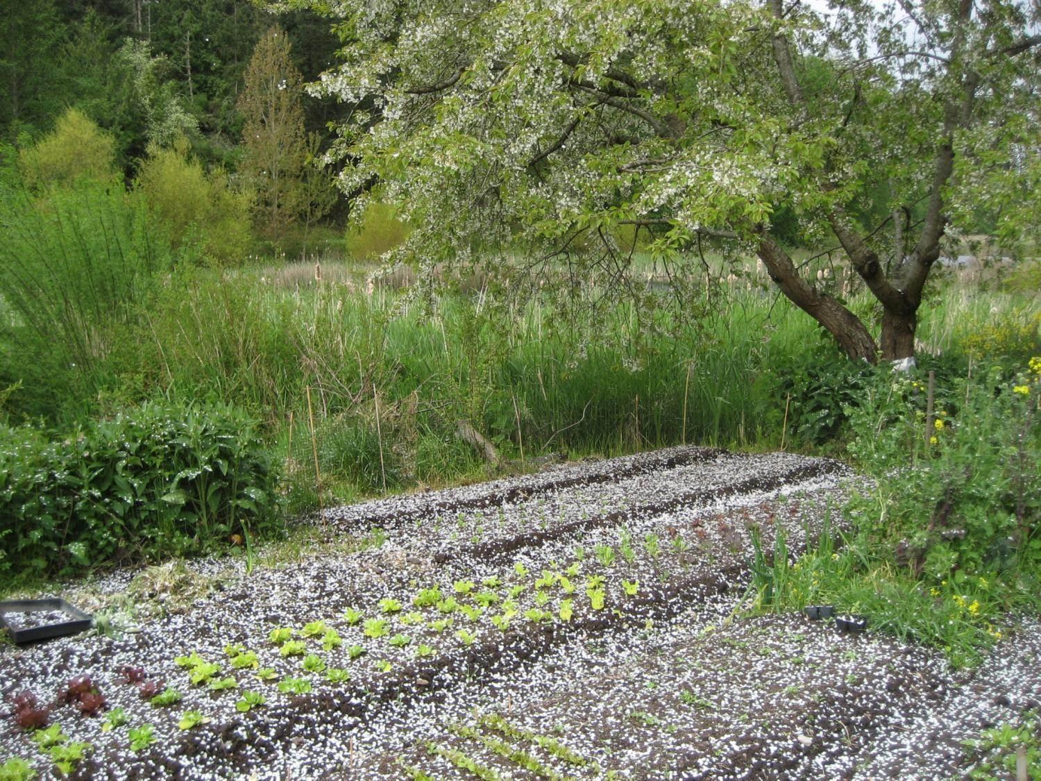 Spring Beds Covered in Cherry Blosums