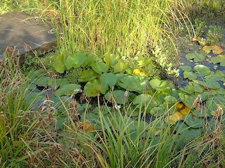 Water Habitat