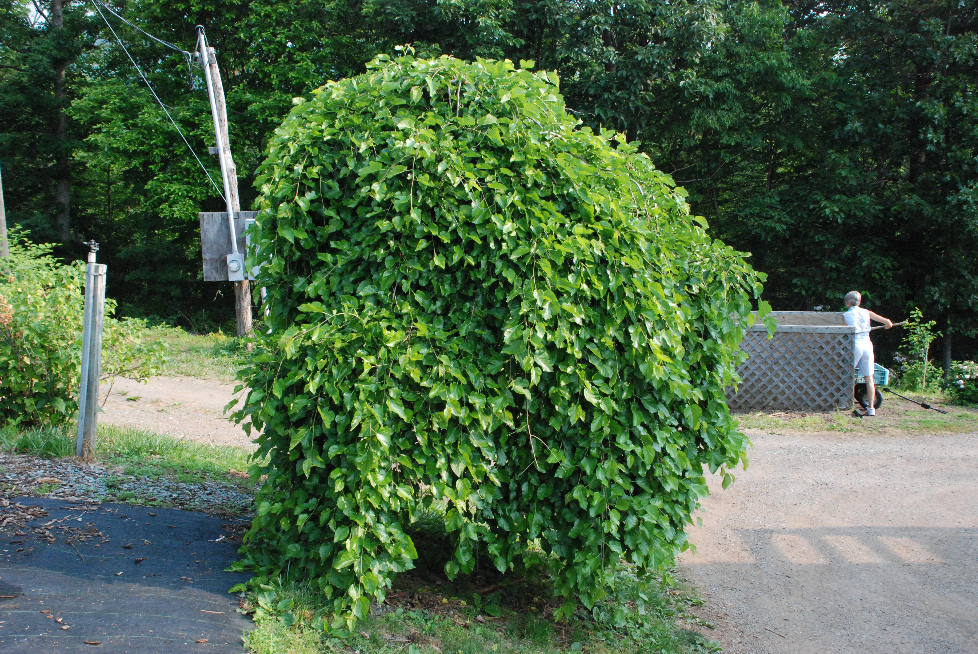 Weeping Mulberry