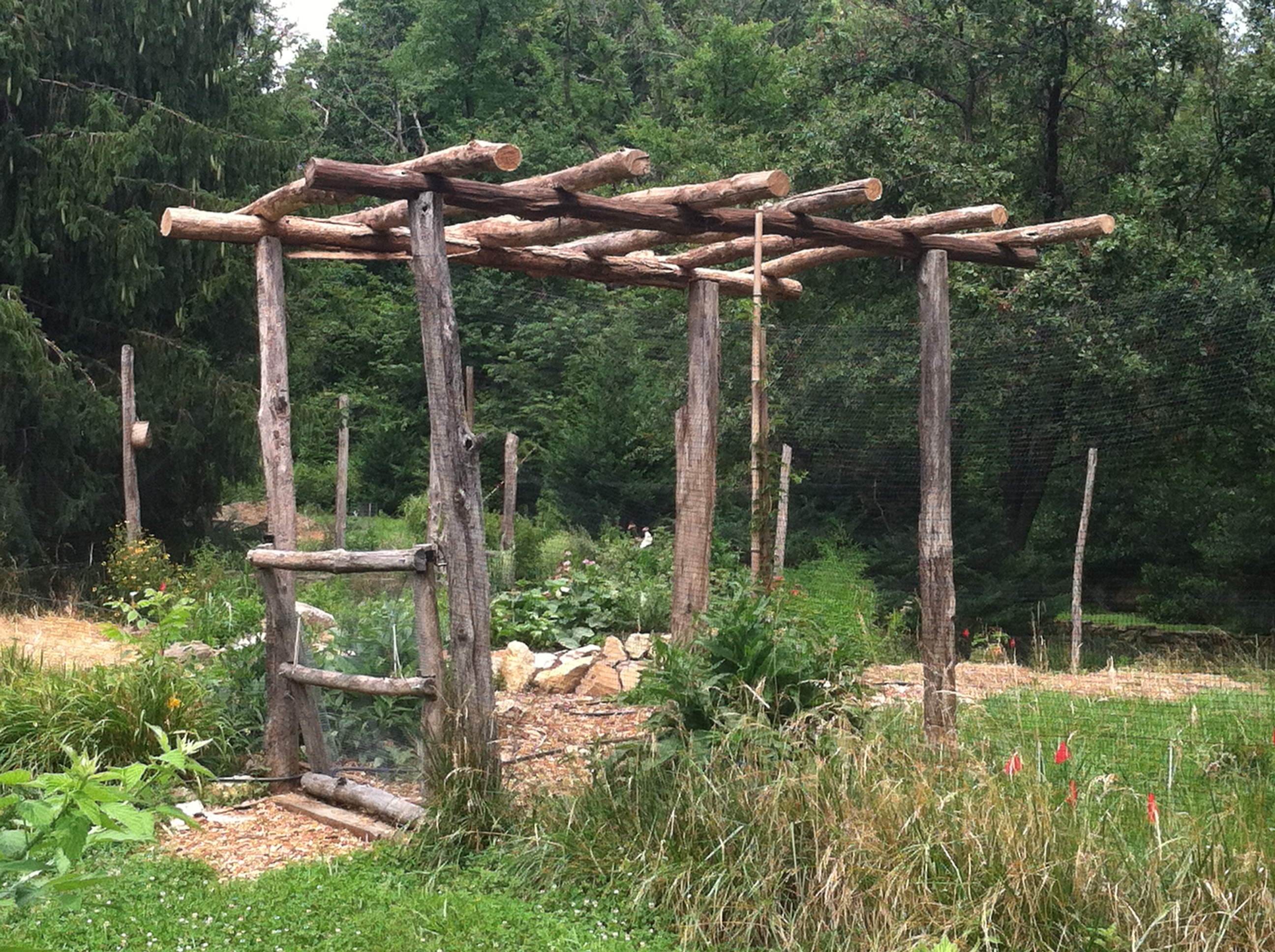 Hardy Kiwi Arbor at Garden Entrance