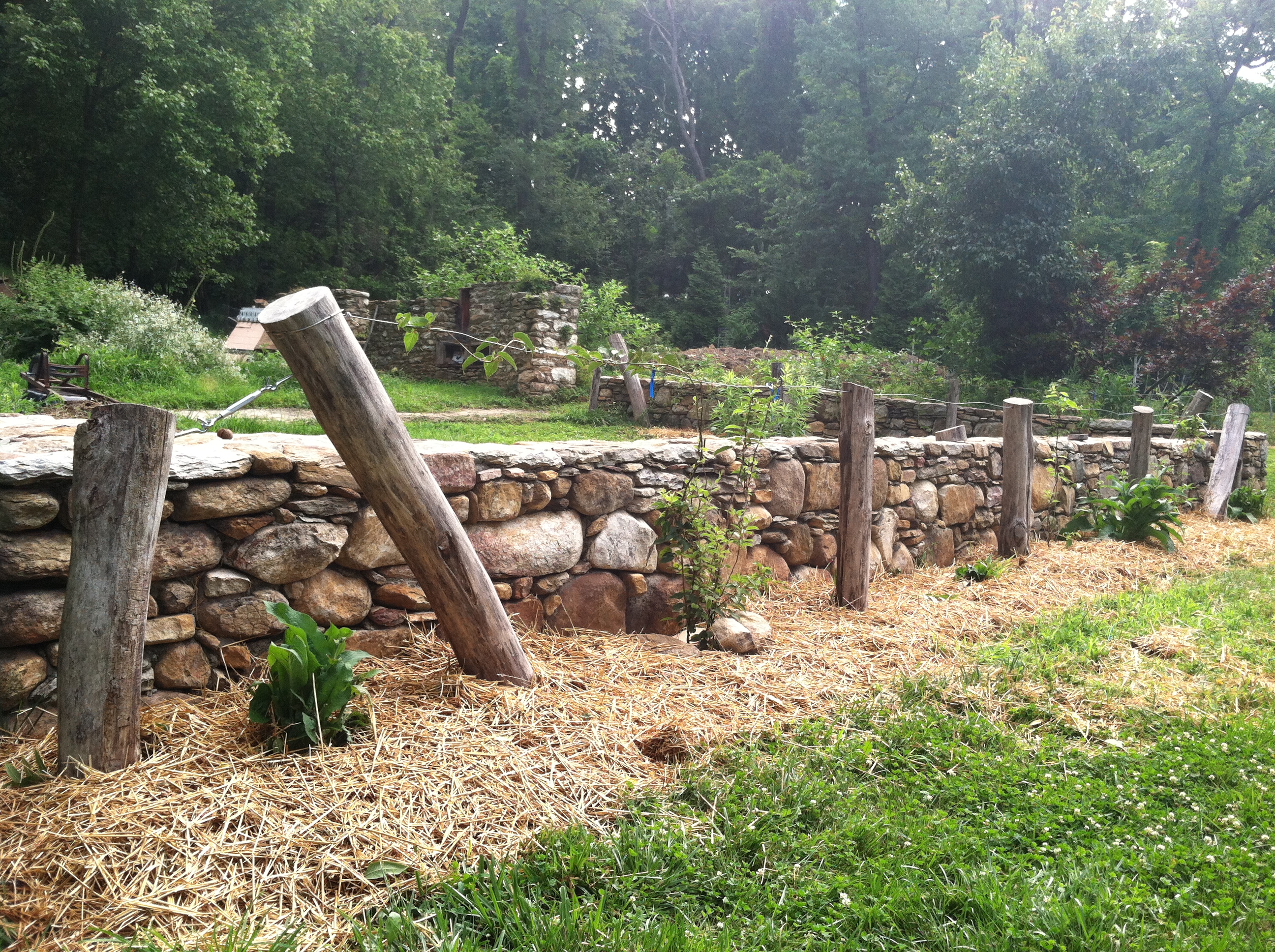 Black Locust Hardy Kiwi Arbor