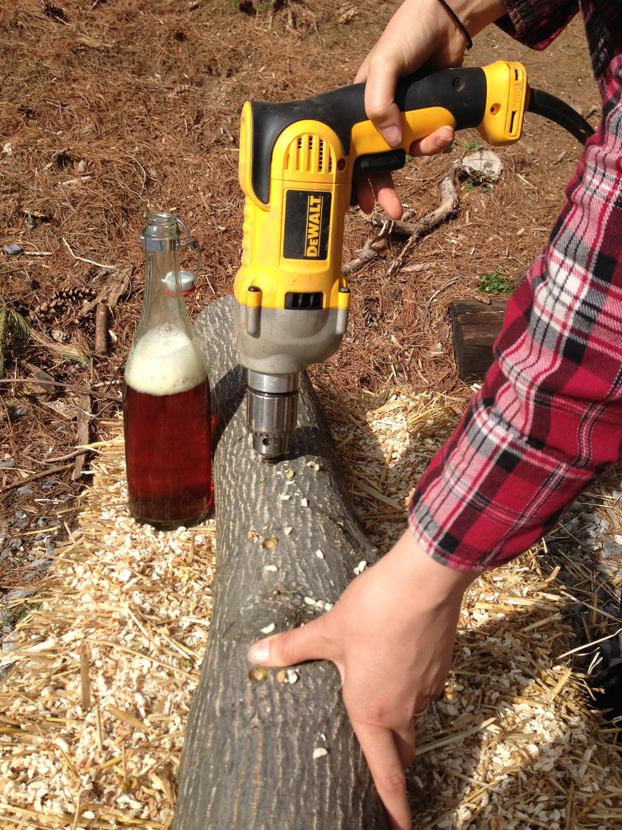 Mushroom Log Drilling with Good Beer