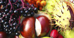 Edible Landscape Fruits