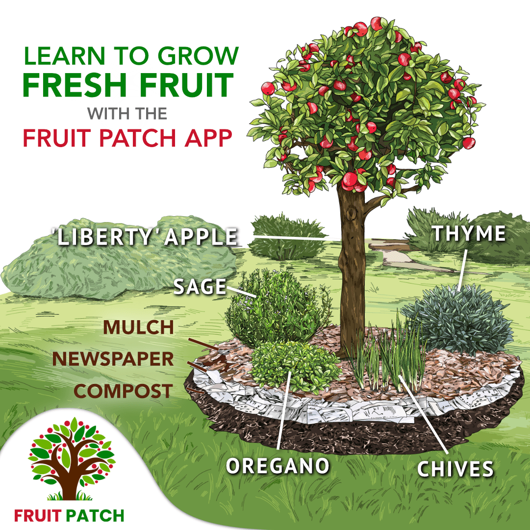 Introducing The Fruit Patch App | Ecologia Design